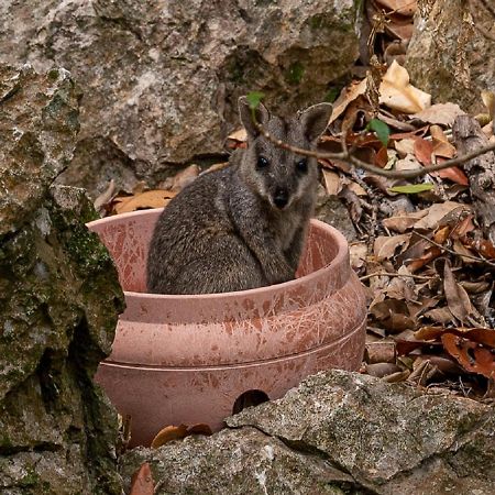 Capricorn Caves Hotel Rockhampton Luaran gambar