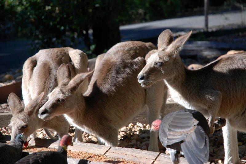 Capricorn Caves Hotel Rockhampton Luaran gambar